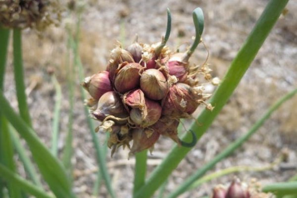 Mega актуальная ссылка onion